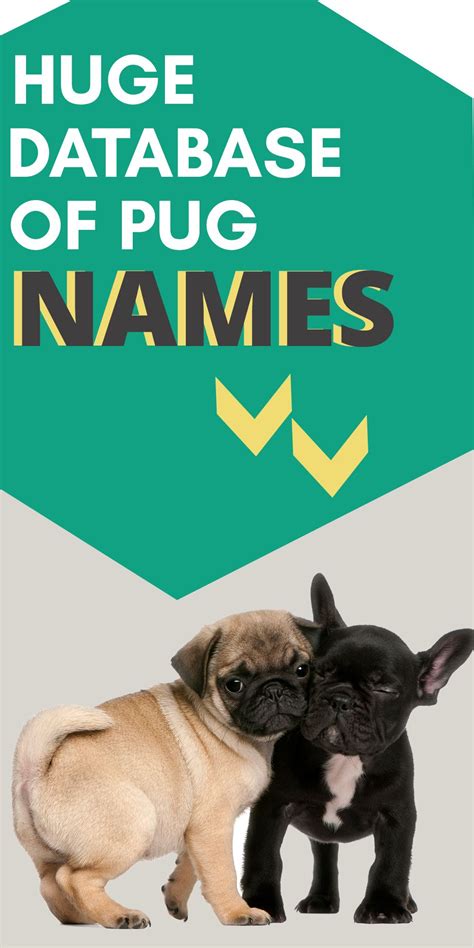 ultimate list  pug names pug names dog names baby pugs