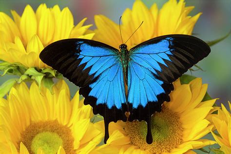 australian mountain blue swallowtail photograph  darrell gulin fine