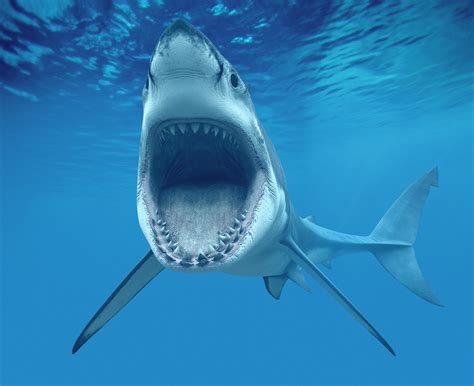 Jaws Great White Shark Photo And Wallpaper Cute Jaws