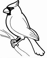 Coloring Pages Birds Beautiful sketch template