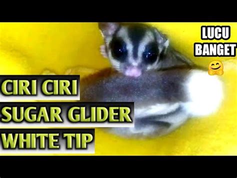 mengenal ciri sugar glider white tip youtube