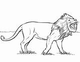 Lew Lions Kolorowanki Roaring Ausmalbilder Leu Dzieci Dla Löwe Rage Colorare Leoni Hutan Raja Singa Sauvages Mewarnai Coloriages Colorat Leul sketch template