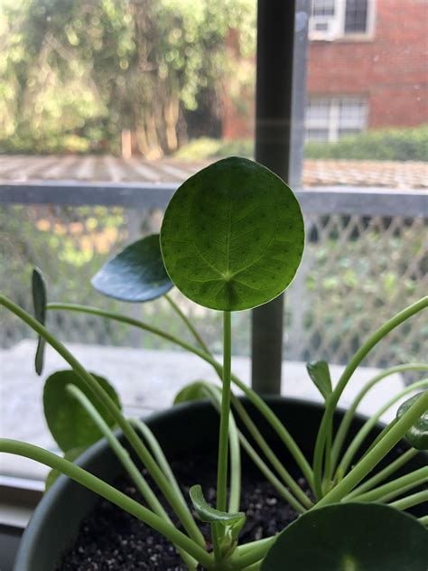 Morphology Question Pilea Peperomioides R Botany