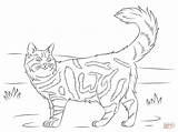 Coon Cat Maine Coloring Pages Cats Printable Template Supercoloring Color Templates Shape Colouring Main Print Animal Dog Designlooter Do Drawing sketch template