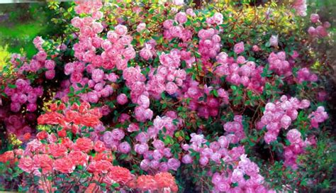 romantic flowers rose garden