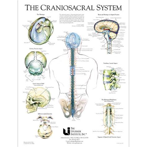 buy craniosacral system poster 19 x 25