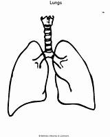 Lungs Lung Human Outline Drawing Diagram Clipart Heart Body Colouring Coloring Printable Pages Clip Science Stomach Kids Blank Easy Organs sketch template