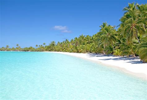 free picture beach sand island seashore ocean water tree