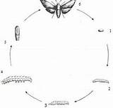 Cycle Life Silkworm Silk Moth Drawing Fibre Fabric Stage Larvae Science Class Paintingvalley Raw Pupa sketch template