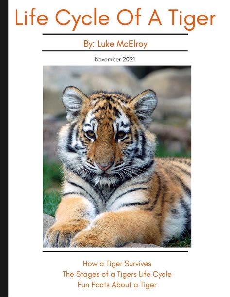 tiger life cycle stages foramen  journal portrait gallery