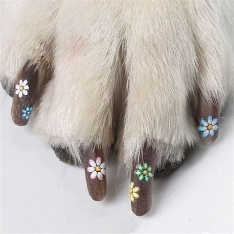 pinterest nightmare  color paw pet nail appliques  dose  reality dog grooming dog