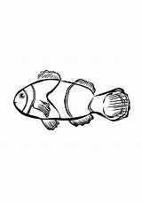 Fish Coloring Clown Pages Drawing Nemo Finding sketch template