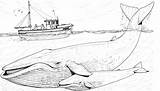 Whales Blauwal Humpback Balenottera Azzurra Adults Jungtier Mutter Stampare Malbilder Humans Bestcoloringpagesforkids sketch template