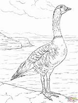 Coloring Goose Nene Pages Snow Printable Ipad Color Cliparts Baby Drawing Library Clipart Designlooter Version Click 2048px 1536 71kb Popular sketch template
