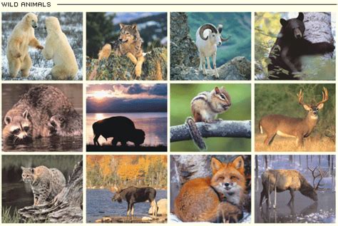 collage wild animals photo  fanpop