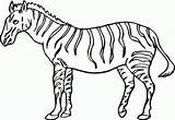 Coloring Pages Zebra Kids Printable Animals Sheet Grassland Colouring Color Print Crossing Template Animal Pdf Templates Search Popular Coloringhome Bestcoloringpagesforkids sketch template