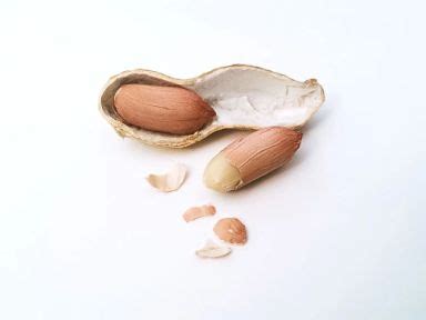 sugar gliders eat nuts walnuts pistachios peanuts  thepetfaq