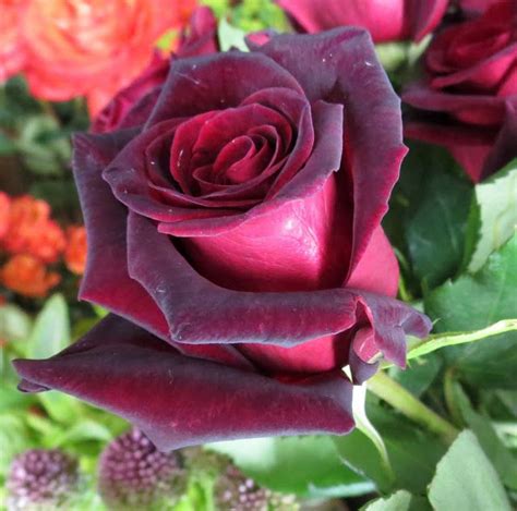 Black Baccara Flowers Black Baccara Roses Flower Cones