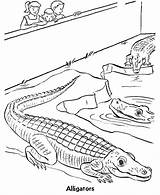 Mewarna Krokodil Alligator Reptile Repteis Alligators Buaya Pemandangan Reptiles Pintarcolorir Crocodile Ausmalbild Terhebat Pintar Kanak Q1 sketch template