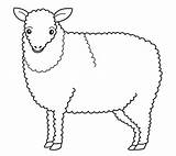 Domestic Sheep Imagixs sketch template