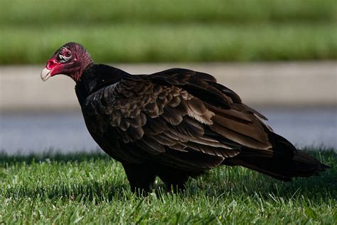 versatile vultures appalachian voices
