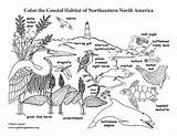 Coloring Coastal Habitat America North Northeastern Exploringnature sketch template