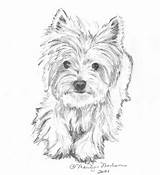 Drawings Yorkie Terrier West Highland Dog Coloring Sketch Teacup Pencil Drawing Yorkies Zeichnen Template Animal Puppies Merken sketch template