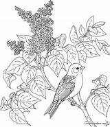 Oiseau Oiseaux Lilas Imprimer Coloriages Enfant Animaux Paradis Ligne Dessins Kb sketch template
