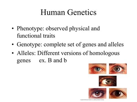 Ppt Human Genetics Powerpoint Presentation Free Download Id 684825