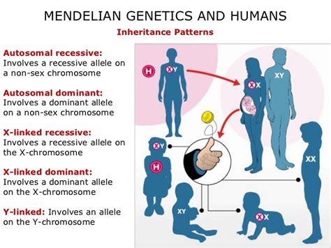 04 Mendelian Genetics And Humans