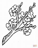 Galhos Ramo Arvores Blossoming Fiore Galho Arvore sketch template