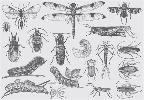 vintage insect illustrations  vector art  vecteezy