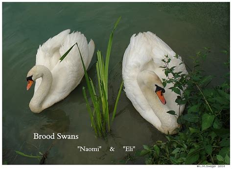 Swan Lovers