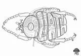 Beetle Goliath sketch template