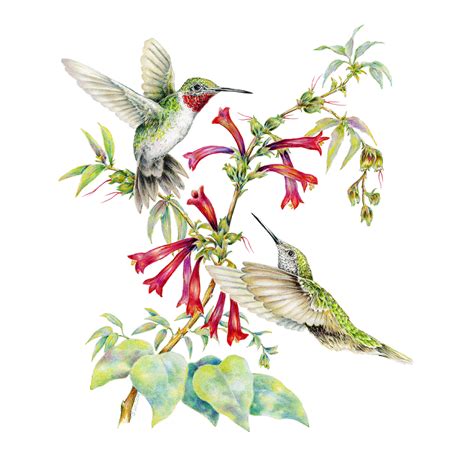 Two Ruby Throated Hummingbirds Framed Original Drawing Wildlife