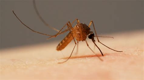 mosquitoes   needles  suck  blood knkx