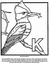 Kingfisher Belted Designlooter sketch template
