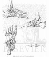 Anatomy Foot Bones Hand Ankle Joints Template Coloring Book Pricing sketch template