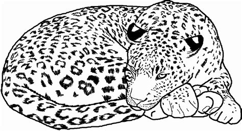 jaguar outline drawing  paintingvalleycom explore collection