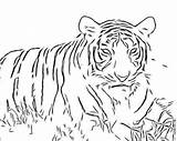 Coloring Pages Cats Big Cat Popular Coloringhome sketch template