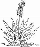 Aloe Vera Barbadensis Ausmalbilder Kaktus Malvorlage Hyacinth Anatomy Kraeuter Blaetter Malvorlagen Ausmalbild Coloringbay Desert Designlooter Besuchen Supercoloring 1264 sketch template
