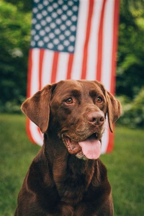 american dog pictures   images  facebook tumblr pinterest  twitter