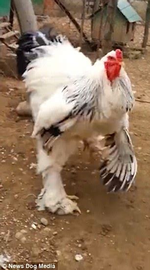 Huge Brahma Chicken Leaves Viewers Scared Over It S Size Daily Mail