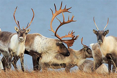alaska biologists research mystery  declining caribou herd