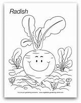 Radish Coloring Preschool Activities Vegetable Learning Getcolorings Color Pages Gardening Printable sketch template
