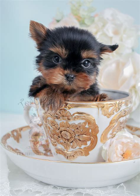 teacup pomeranian puppies for sale in miami ft