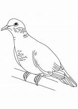 Dove Coloring Turtle Mourning Pages Doves Outline Drawing Pigeon Peace Clip Clipart Printable Print Library Getdrawings Getcolorings Color Popular Outlines sketch template