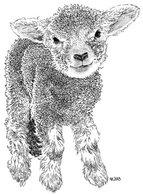 lammetje lamb ink  drawings ink drawing animal drawings