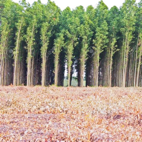 pin  agroforestry