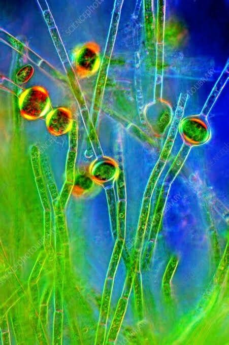 what is algae quora